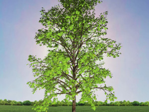 tree 2-with 24 preset materials 3D Model