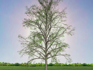 tree 2-with 24 preset materials 3D Model