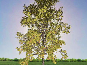 tree 2-with 24 preset materials 3D Model
