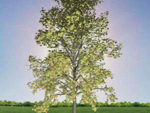 tree 2-with 24 preset materials 3D Model