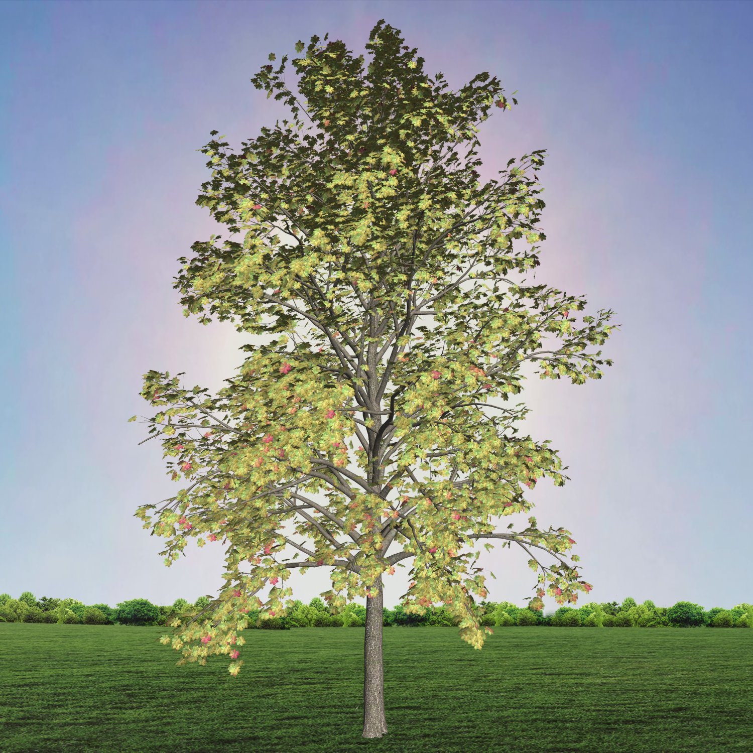 Trees ii