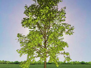 tree 2-with 24 preset materials 3D Model