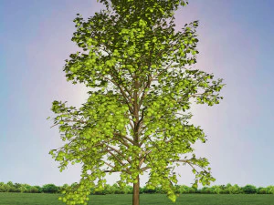 tree 2-with 24 preset materials 3D Model