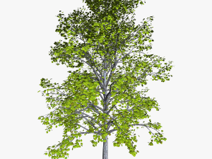 tree 2-with 24 preset materials 3D Model