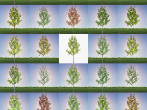 tree 3-with 24 preset materials 3D Model