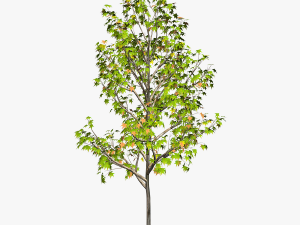 tree 3-with 24 preset materials 3D Model