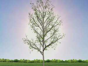 tree 3-with 24 preset materials 3D Model