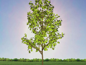tree 3-with 24 preset materials 3D Model