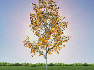 tree 3-with 24 preset materials 3D Model