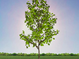 tree 3-with 24 preset materials 3D Model
