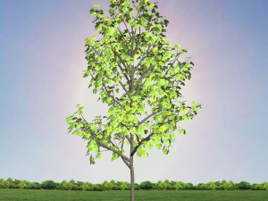 tree 3-with 24 preset materials 3D Model