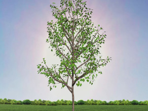 tree 3-with 24 preset materials 3D Model
