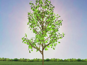 tree 3-with 24 preset materials 3D Model