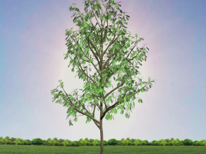 tree 3-with 24 preset materials 3D Model