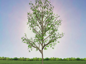 tree 3-with 24 preset materials 3D Model