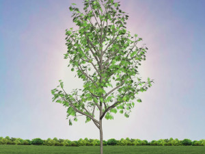 tree 3-with 24 preset materials 3D Model