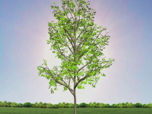 tree 3-with 24 preset materials 3D Model