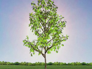 tree 3-with 24 preset materials 3D Model