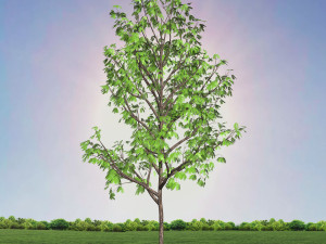 tree 3-with 24 preset materials 3D Model
