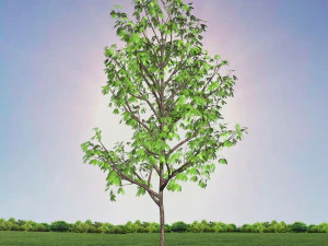 tree 3-with 24 preset materials 3D Model