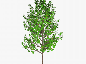 tree 4-with 24 preset materials 3Dモデル