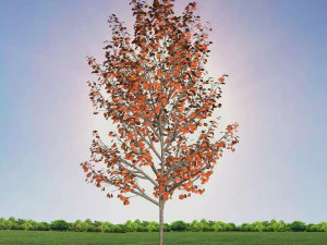 tree 4-with 24 preset materials 3D Model