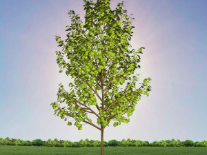 tree 4-with 24 preset materials 3Dモデル