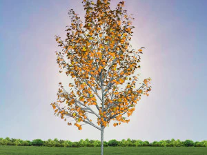 tree 4-with 24 preset materials 3D Model