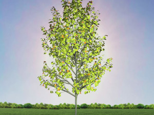 tree 4-with 24 preset materials 3Dモデル