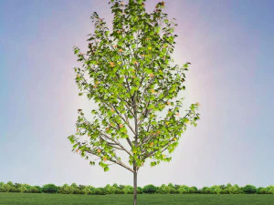 tree 4-with 24 preset materials 3D Model