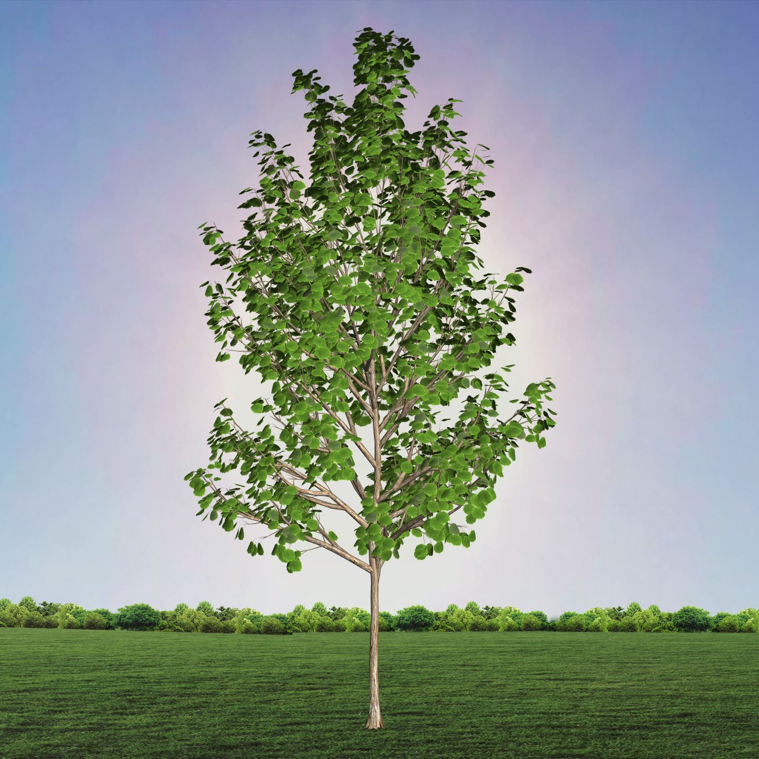 генеалогическое дерево с листочками. деревья для фланелеграфа. времена года на дереве. дерево шаблон. дерево для семейного древа.