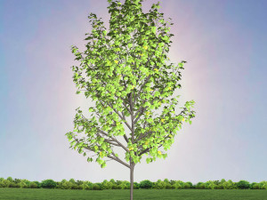 tree 4-with 24 preset materials 3Dモデル