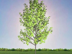tree 4-with 24 preset materials 3D Model