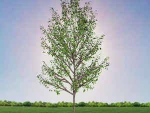 tree 4-with 24 preset materials 3Dモデル