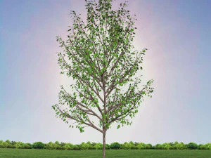 tree 4-with 24 preset materials 3D Model