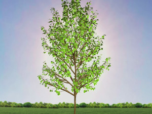 tree 4-with 24 preset materials 3Dモデル