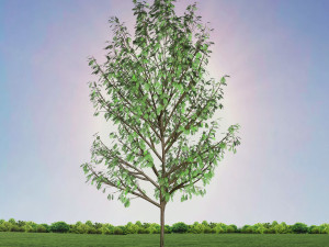 tree 4-with 24 preset materials 3Dモデル