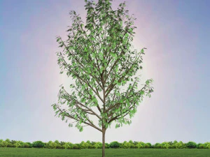 tree 4-with 24 preset materials 3D Model