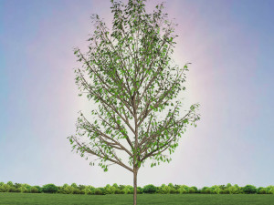tree 4-with 24 preset materials 3Dモデル