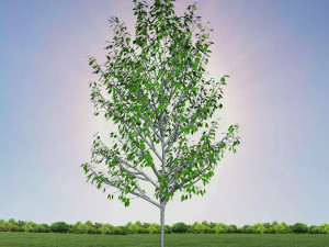 tree 4-with 24 preset materials 3Dモデル