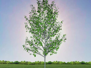 tree 4-with 24 preset materials 3D Model