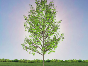 tree 4-with 24 preset materials 3Dモデル