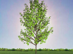 tree 4-with 24 preset materials 3Dモデル