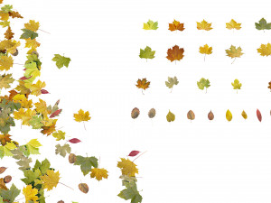 autumn leaves set Model 3D
