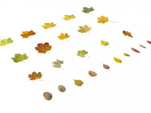 autumn leaves set 3D मॉडल