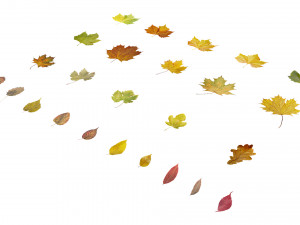 autumn leaves set 3D मॉडल