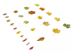 autumn leaves set 3D मॉडल