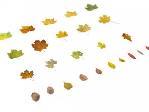autumn leaves set 3D मॉडल