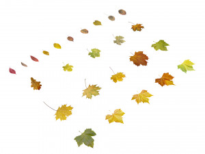autumn leaves set 3D मॉडल