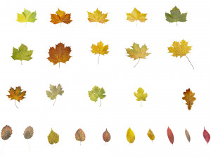 autumn leaves set 3D मॉडल